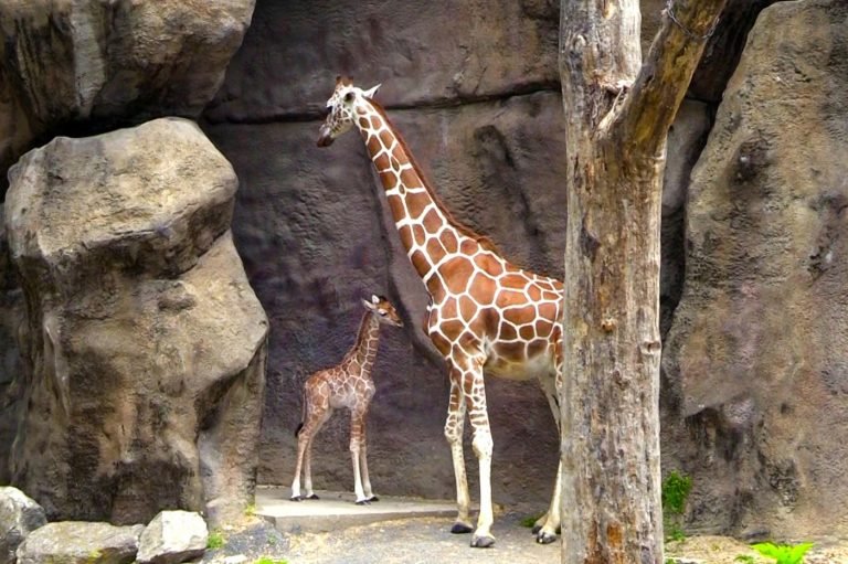 ThePhiladelphiaZoo 768x511