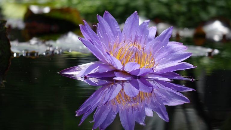peter nelson 718052 unsplash 1 768x432