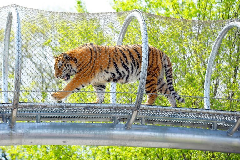philadelphia zoo tige stra 3 768x512